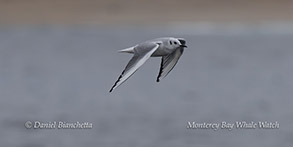 Bonaparte's Gull photo by Daniel Bianchetta